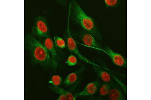 IF analysis of SFPQ using anti-SFPQ antibody (ABIN7603089) and anti-Tubulin Alpha antibody (ABIN7600339). (SFPQ 抗体  (Middle Region))