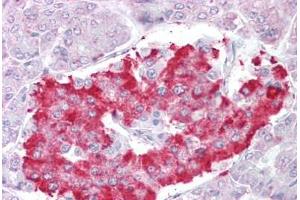 Anti-ATG4D antibody IHC staining of human pancreas. (ATG4D 抗体  (AA 444-457))