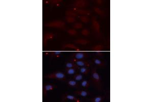 Immunofluorescence analysis of U2OS cells using KPNA1 antibody. (KPNA1 抗体  (AA 1-300))