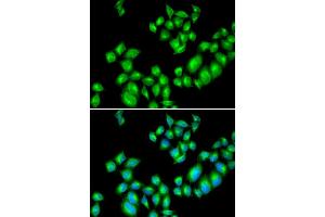 Immunofluorescence (IF) image for anti-Dopamine Receptor D3 (DRD3) antibody (ABIN1872356) (DRD3 抗体)