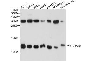 Western blot analysis of extracts of various cell lines, using S100A10 antibody (ABIN1874680) at 1:1000 dilution. (S100A10 抗体)