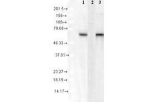 Image no. 1 for anti-Heat Shock 70kDa Protein 8 (HSPA8) antibody (ABIN466930) (Hsc70 抗体)