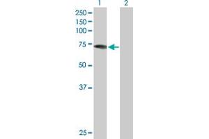 Western Blot analysis of DDX43 expression in transfected 293T cell line by DDX43 MaxPab polyclonal antibody. (DDX43 抗体  (AA 1-648))
