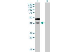 Western Blot analysis of SAMSN1 expression in transfected 293T cell line by SAMSN1 MaxPab polyclonal antibody. (SAMSN1 抗体  (AA 1-373))