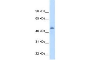 Image no. 1 for anti-Cytochrome P450, Family 3, Subfamily A, Polypeptide 7 (CYP3A7) (AA 251-300) antibody (ABIN204977) (CYP3A7 抗体  (AA 251-300))