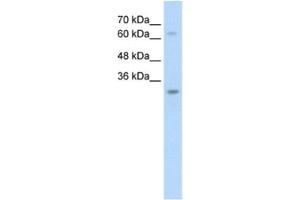 Western Blotting (WB) image for anti-Non-SMC Element 1 Homolog (NSMCE1) antibody (ABIN2462690) (NSMCE1 抗体)