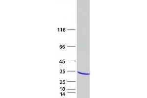 RAB30 Protein (Myc-DYKDDDDK Tag)