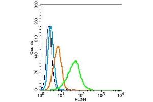 Hela probed with Nitrotyrosine Polyclonal Antibody, Unconjugated  at 1:100 for 30 minutes followed by incubation with a conjugated secondary (PE Cpnjugated) (green) for 30 minutes compared to control cells (blue), secondary only (light blue) and isotype control (orange). (Nitrotyrosine 抗体)
