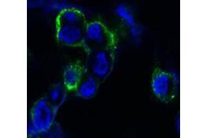 Confocal immunofluorescence analysis of methanol-fixed HEK293 cells trasfected with EphB4-hIgGFc using EphB4 mouse mAb (green), showing membrane localization. (EPH Receptor B4 抗体)