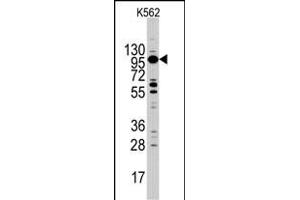 Western blot analysis of MYO1C Antibody (C-term) (ABIN390351 and ABIN2840764) in K562 cell line lysates (35 μg/lane). (Myosin ID 抗体  (C-Term))