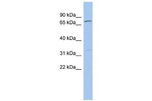 ZFP90 antibody used at 0. (ZNF90 抗体  (Middle Region))