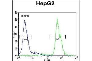 Flow Cytometry (FACS) image for anti-MEF2 Activating Motif and SAP Domain Containing Transcriptional Regulator (MAMSTR) (AA 9-37), (N-Term) antibody (ABIN654568)