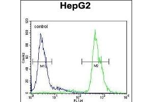 MSTR Antibody (N-term) (ABIN654568 and ABIN2844273) flow cytometric analysis of HepG2 cells (right histogram) compared to a negative control cell (left histogram). (MAMSTR 抗体  (N-Term))