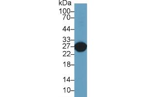 Western Blot; Sample: Rat Liver lysate; Primary Ab: 2µg/ml Rabbit Anti-Rat GSTa5 Antibody Second Ab: 0. (GSTa5 抗体  (AA 1-221))