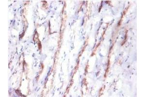Immunohistochemistry of paraffin-embedded human kidney tissue using ABIN7148991 at dilution of 1:10 (CST3 抗体  (AA 27-146))
