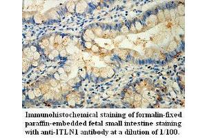 Image no. 1 for anti-Intelectin 1 (Galactofuranose Binding) (ITLN1) antibody (ABIN1577366)