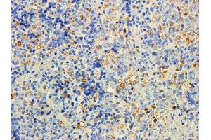 ABIN184635 (5ug/ml) staining of paraffin embedded Rat Spleen. (MTMR9 抗体  (C-Term))