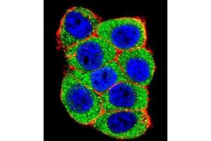 Immunofluorescence (IF) image for anti-Ubiquitin Protein Ligase E3A (ube3a) antibody (ABIN3001484) (ube3a 抗体)