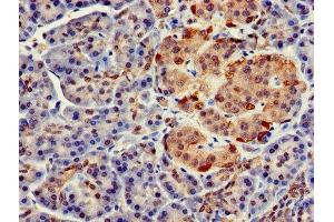 Immunohistochemistry of paraffin-embedded human pancreatic tissue using ABIN7152694 at dilution of 1:100 (FARP2 抗体  (AA 261-550))