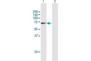 Western Blot analysis of STAU1 expression in transfected 293T cell line by STAU1 MaxPab polyclonal antibody. (STAU1/Staufen 抗体  (AA 1-577))
