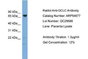 WB Suggested Anti-GCLC  Antibody Titration: 0. (GCLC 抗体  (Middle Region))