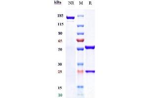Anti-CD38 Reference Antibody (isatuximab) on SDS-PAGE under reducing (R) condition. (Recombinant CD38 (Isatuximab Biosimilar) 抗体)