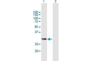Western Blot analysis of NSMCE2 expression in transfected 293T cell line by NSMCE2 MaxPab polyclonal antibody. (NSMCE2 抗体  (AA 1-247))