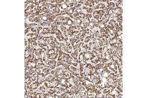 anti-Serpin Family A Member 7 (SERPINA7) (AA 55-389) antibody