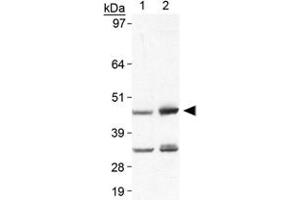 Western blot analysis of Plin5 in heart lysate using Plin5 polyclonal antibody . (PLIN5 抗体  (AA 400-463))