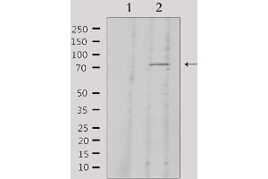 Western Blotting (WB) image for anti-Kininogen 1 (KNG1) (N-Term) antibody (ABIN6262859)