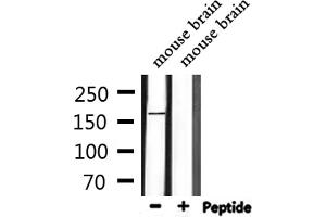 Western blot analysis of extracts from mouse brain, using LMTK2 Antibody. (LMTK2 抗体  (Internal Region))