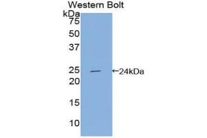 Western blot analysis of the recombinant protein. (Apolipoprotein F 抗体  (AA 122-307))