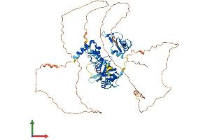 Protein Structure (PS) image for Interferon Regulatory Factor 2 Binding Protein 1 (IRF2BP1) (AA 1-584) protein (His tag) (ABIN7559750)