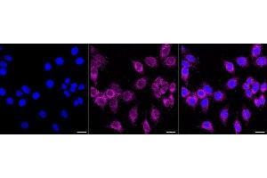 Immunocytochemical staining of HepG2 cells with PTPN1 antibody (ABIN7800039), 1:1,000).