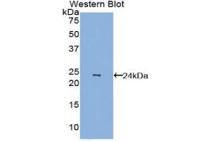Western Blotting (WB) image for anti-Vascular Endothelial Growth Factor A (VEGFA) (AA 27-190) antibody (ABIN1172435) (VEGFA 抗体  (AA 27-190))