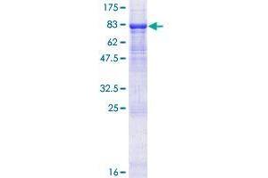 Image no. 1 for C-Type Lectin Domain Family 14, Member A (CLEC14A) (AA 1-490) protein (GST tag) (ABIN1349639)