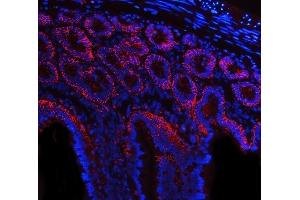 IF analysis of Tspan-8/Tspan8 using anti-Tspan-8/Tspan8 antibody (ABIN7599681). (Tspan-8 抗体  (AA 108-203))