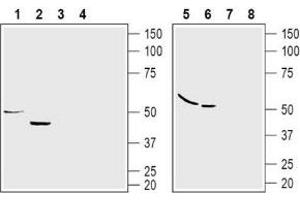 Western Blotting (WB) image for anti-omega-3 Fatty Acid Receptor 1 (O3FAR1) (AA 22-36), (Extracellular) antibody (ABIN7043397)