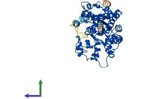 Protein Structure (PS) image for Carbohydrate (N-Acetylglucosamine 6-O) Sulfotransferase 4 (CHST4) (AA 1-388) protein (His tag) (ABIN7565187)