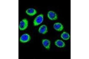 Confocal immunofluorescent analysis of GCLC / GLCLC Antibody (N-term) Cat. (GCLC 抗体  (N-Term))