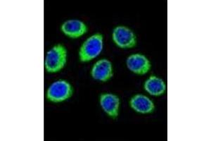 Confocal immunofluorescent analysis of GCLC / GLCLC Antibody (N-term) Cat. (GCLC 抗体  (N-Term))