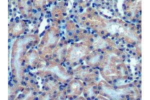 DAB staining on IHC-P; Samples: Mouse Kidney Tissue (OPA3 抗体  (AA 11-179))