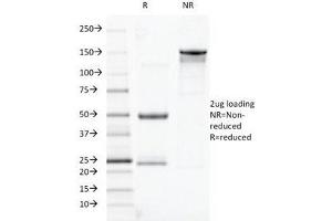 SDS-PAGE Analysis of Purified, BSA-Free TOX3 Antibody (clone TOX3/1123). (TOX3 抗体  (AA 200-400))