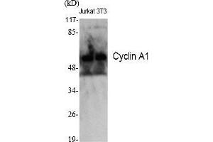 Western Blot analysis of various cells using Cyclin A1 Polyclonal Antibody diluted at 1:2000.
