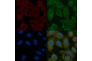 AFM Mouse Monoclonal Antibody staining Hela cells by IF/ICC.