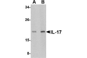 Western Blotting (WB) image for anti-Interleukin 17 (IL17) (N-Term) antibody (ABIN1031409) (IL-17 抗体  (N-Term))