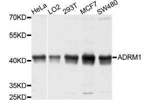 Western blot analysis of extracts of various cells, using ADRM1 antibody. (ADRM1 抗体)