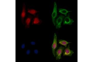 ABIN7093914 and ABIN7097958 staining HepG2 cells by IF/ICC.