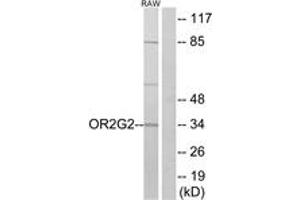 Western Blotting (WB) image for anti-Olfactory Receptor, Family 2, Subfamily G, Member 2 (OR2G2) (AA 241-290) antibody (ABIN2890981) (OR2G2 抗体  (AA 241-290))