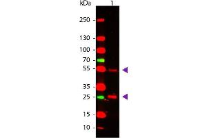 Western Blot of Rabbit anti-Goat IgG Antibody. (兔 anti-山羊 IgG (Heavy & Light Chain) Antibody - Preadsorbed)